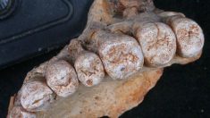 イスラエルの洞窟で人類の化石発見、アフリカ外では最古