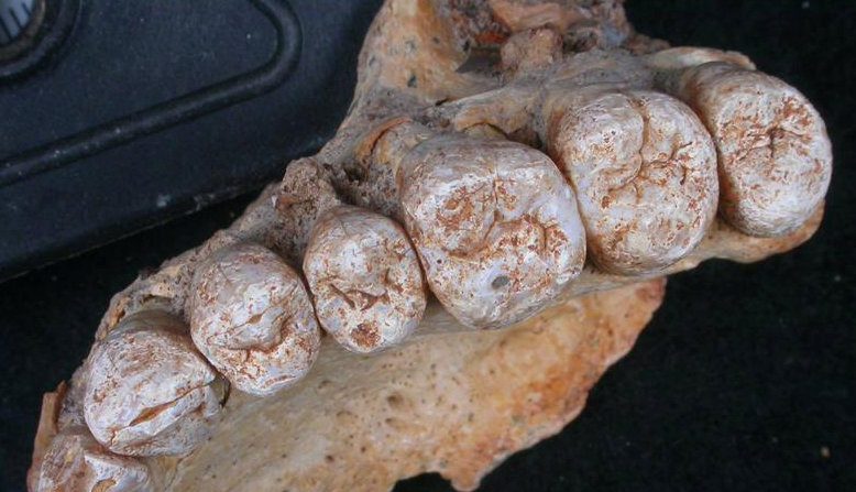 イスラエルの洞窟で人類の化石発見、アフリカ外では最古