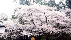 春間近！　今年行ってみたい注目の桜絶景スポットランキング