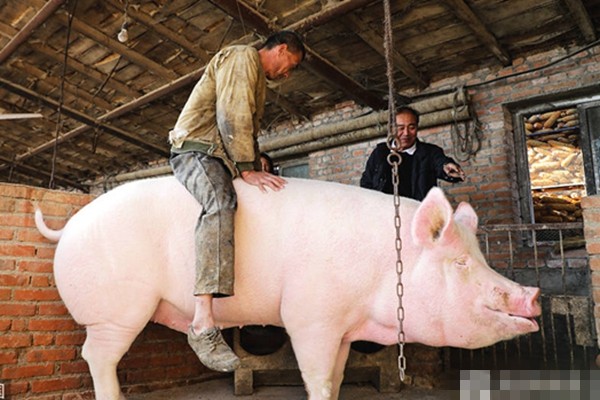 「不幸な星の元に生まれた」900キロの豚に買い手なく…中国遼寧省