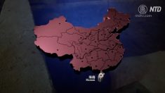 【動画ニュース】中国全ての省でアフリカ豚コレラ確認 今年下半期は豚肉価格高騰が予想