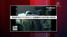 【動画ニュース】米FOXニュースが再度臓器狩りを詳細に報道