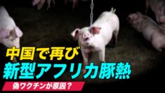 中国で再び新型アフリカ豚熱を確認  海外メディア「偽ワクチンが原因」【中国一分間】