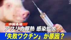 中国でアフリカ豚熱の感染拡大 「失敗ワクチン」が原因