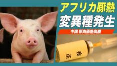 中国でアフリカ豚熱変異種が発生　