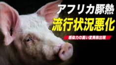 【中国1分間】中国のアフリカ豚熱の流行状況が悪化 感染力の高い変異株出現