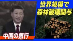 中国の銀行が世界規模で森林破壊に関与