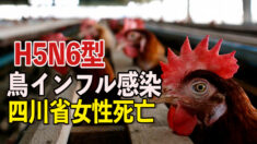 四川省女性が鳥インフル感染で死亡  中共当局は公表せず